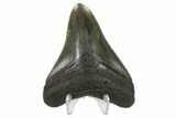 Fossil Megalodon Tooth - South Carolina #130847-2
